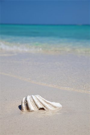 simsearch:400-04838949,k - White mussel on an exotic beach Photographie de stock - Aubaine LD & Abonnement, Code: 400-04414464