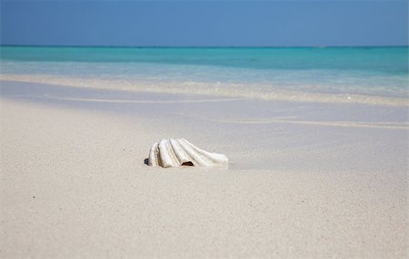 simsearch:400-04334311,k - White mussel on an exotic beach Stockbilder - Microstock & Abonnement, Bildnummer: 400-04414465