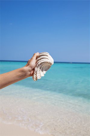 simsearch:400-07038268,k - holding a white mussel on an exotic beach Stock Photo - Budget Royalty-Free & Subscription, Code: 400-04414470