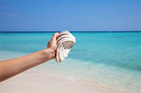 simsearch:400-05892265,k - holding a white mussel on an exotic beach Stock Photo - Budget Royalty-Free & Subscription, Code: 400-04414471