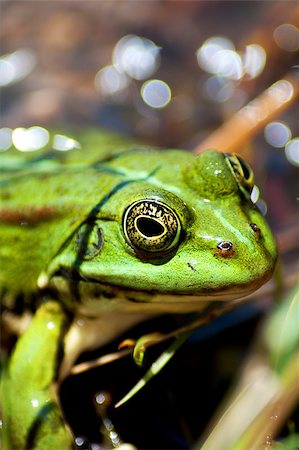 reptile eyes close up - close up of a little green frog Stock Photo - Budget Royalty-Free & Subscription, Code: 400-04414745
