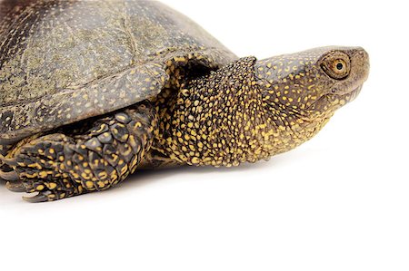 Beautiful turtle on white background close-up isolated Stock Photo - Budget Royalty-Free & Subscription, Code: 400-04415110