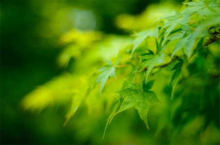 simsearch:400-07830872,k - Japanese maple tree (Acer Palmatum) leaves background Stock Photo - Budget Royalty-Free & Subscription, Code: 400-04415276