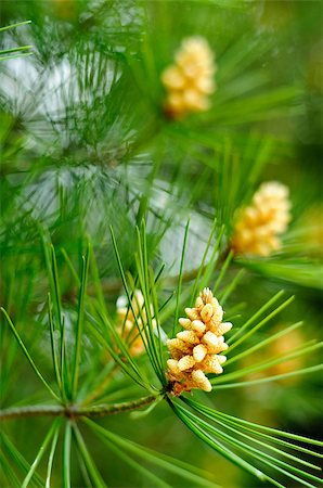 pine sprout - Detail of young pine cones on a branch. Blurred background/shallow depth of field Stock Photo - Budget Royalty-Free & Subscription, Code: 400-04415277