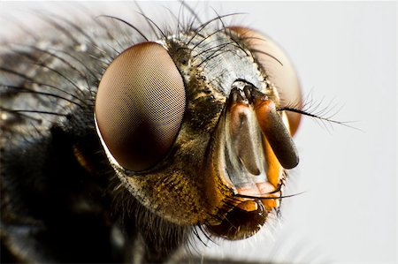 extreme close up of house fly in grey neutral background Stock Photo - Budget Royalty-Free & Subscription, Code: 400-04415654