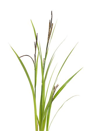 sedge grasses - little tuft grass sedge on white background Stock Photo - Budget Royalty-Free & Subscription, Code: 400-04415675