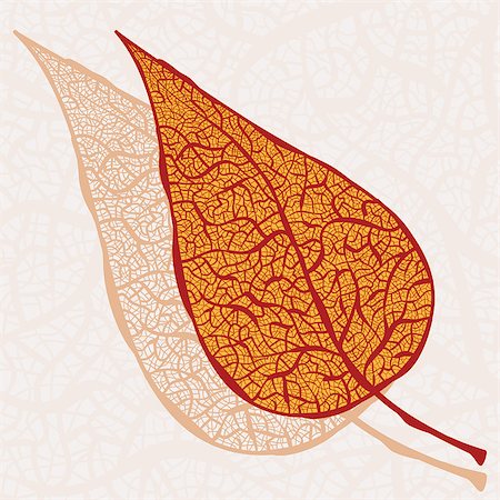 vector vintage hand drawn autumn leaf with its Shadow falls Stock Photo - Budget Royalty-Free & Subscription, Code: 400-04415841