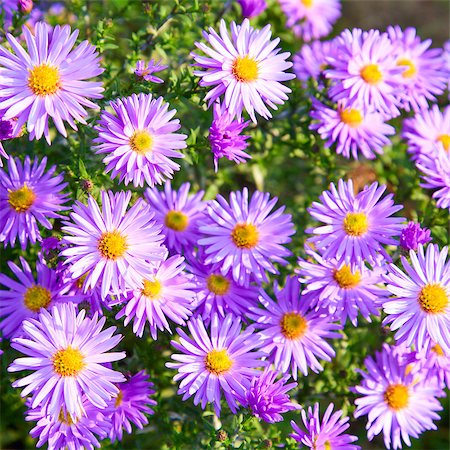 magenta aster flowers in autumn park (seasonal background) Stock Photo - Budget Royalty-Free & Subscription, Code: 400-04416185
