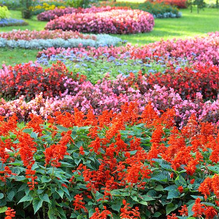simsearch:400-06633565,k - Blossoming colorful flowerbeds in summer city park Fotografie stock - Microstock e Abbonamento, Codice: 400-04416181