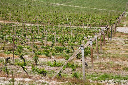 simsearch:400-04487894,k - Barbera vineyard during spring season, Monferrato area, Piedmont region, Italy Photographie de stock - Aubaine LD & Abonnement, Code: 400-04416215