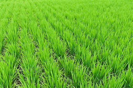 rice harvesting in japan - Detail of a green rice field in Japan Stock Photo - Budget Royalty-Free & Subscription, Code: 400-04416317