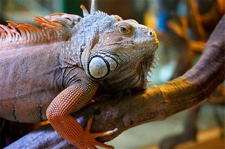 Portrait of a lizard close-up in nature Stock Photo - Budget Royalty-Free & Subscription, Code: 400-04416333