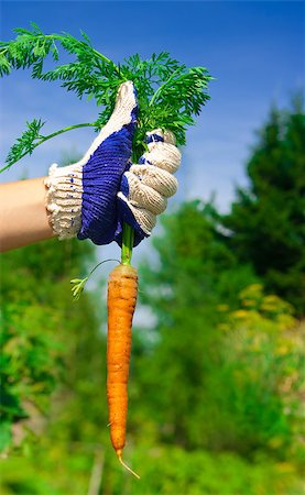 simsearch:400-07429043,k - hand holding bunch of fresh carrots in garden. sunny day Foto de stock - Royalty-Free Super Valor e Assinatura, Número: 400-04416393