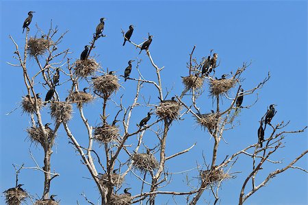 phalacrocorax - cormorant nests in a tree in Danube Delta Stock Photo - Budget Royalty-Free & Subscription, Code: 400-04416433