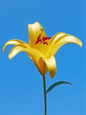 simsearch:400-04879383,k - Big yellow lily flower against a blue sky Photographie de stock - Aubaine LD & Abonnement, Code: 400-04416555