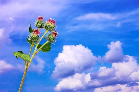 Burdock inflorescences against the background of clouds and blue sky. Flowers wrapped in cobwebs Stock Photo - Budget Royalty-Free & Subscription, Code: 400-04416557
