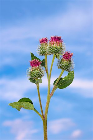 Inflorescences of burdock against the background of clouds and blue sky. Flowers wrapped in cobwebs Stock Photo - Budget Royalty-Free & Subscription, Code: 400-04416558