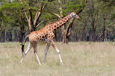 Rothschild Giraffe walking across savanna in Lake nakuru National reserve Kenya Photographie de stock - Aubaine LD & Abonnement, Code: 400-04417123