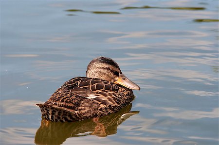 Shot of the wild duck floating on the water Stock Photo - Budget Royalty-Free & Subscription, Code: 400-04417231