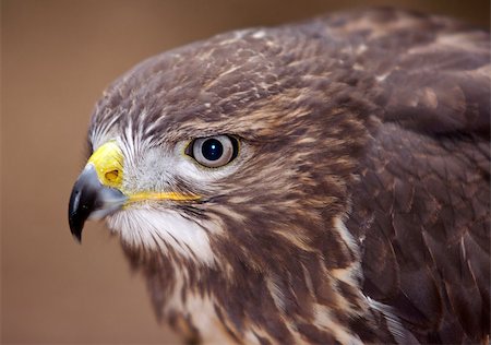 Detail of the head of the buzzard - European buzzard - bird of prey Stockbilder - Microstock & Abonnement, Bildnummer: 400-04417232