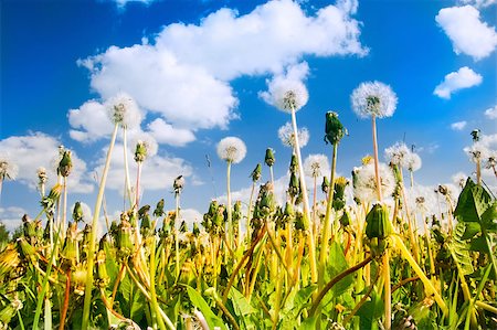 simsearch:400-04693135,k - Dandelions in a grass and the fine dark blue sky in clouds Foto de stock - Super Valor sin royalties y Suscripción, Código: 400-04417333