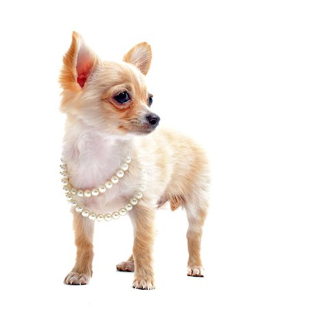 simsearch:400-06391494,k - portrait of a cute purebred chihuahua with pearl collar in front of white background Fotografie stock - Microstock e Abbonamento, Codice: 400-04417827