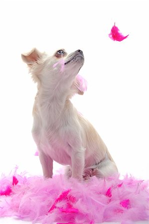 simsearch:400-06172990,k - portrait of a cute purebred  puppy chihuahua with pink feather  in front of white background Stockbilder - Microstock & Abonnement, Bildnummer: 400-04417832