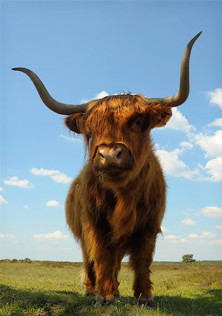 dvanthof (artist) - CLose up of proud ox against blue sky in heather field Stock Photo - Budget Royalty-Free & Subscription, Code: 400-04417861