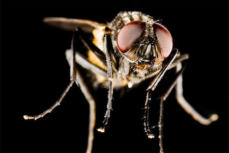 simsearch:400-04725341,k - Hose fly with black background with head in focus Photographie de stock - Aubaine LD & Abonnement, Code: 400-04417903