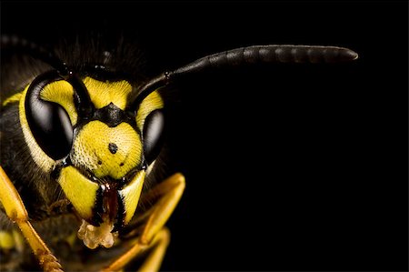 head of wasp in extreme close up with black background Stock Photo - Budget Royalty-Free & Subscription, Code: 400-04417913