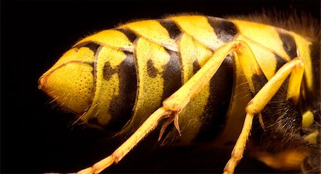 back of wasp in extreme close up with black background Foto de stock - Royalty-Free Super Valor e Assinatura, Número: 400-04417933