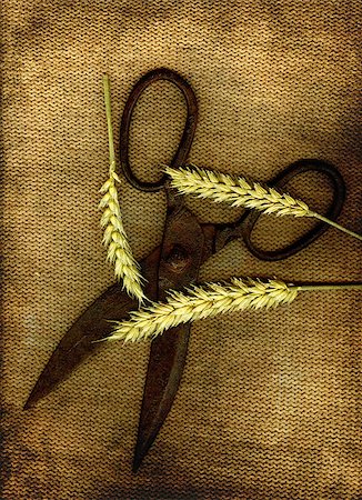 simsearch:400-08427564,k - A pair of old scissors with three sticks of wheat in grunge. Photographie de stock - Aubaine LD & Abonnement, Code: 400-04417993