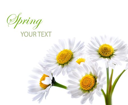 simsearch:400-04806771,k - Daisy flower isolated over white Stockbilder - Microstock & Abonnement, Bildnummer: 400-04418277