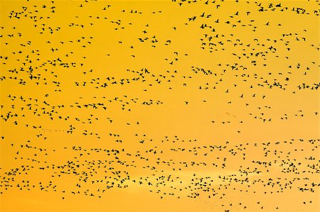 simsearch:400-05068873,k - Thousands of Snow Geese Flying at the Middle Creek Wildlife Management Area in Lancaster County,Pennsylvania,USA. Stock Photo - Budget Royalty-Free & Subscription, Code: 400-04418360