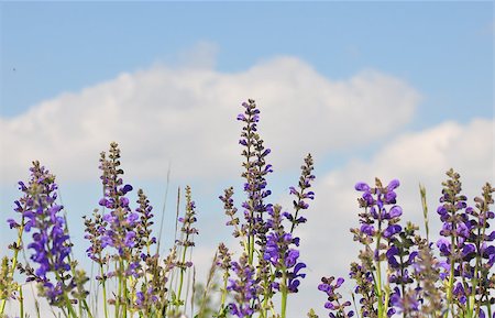 salvia - Meadow sage (Salvia pratensis) Photographie de stock - Aubaine LD & Abonnement, Code: 400-04418819