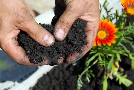 black soil for planting flowers in man hands closeup Stock Photo - Budget Royalty-Free & Subscription, Code: 400-04418924