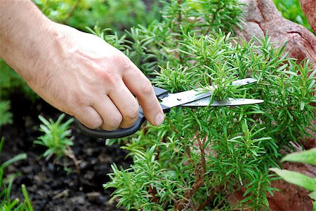 hand cutting a green fresh rosemary branch in seasoning garden Stock Photo - Budget Royalty-Free & Subscription, Code: 400-04418930