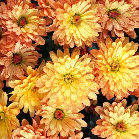 simsearch:400-05245245,k - Beautiful orange chrysanthemum flower autumn vivid background with dew Foto de stock - Super Valor sin royalties y Suscripción, Código: 400-04419044