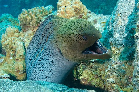 simsearch:862-03352929,k - Large giant moray eel showing defensive behaviour with an open mouth Photographie de stock - Aubaine LD & Abonnement, Code: 400-04419230