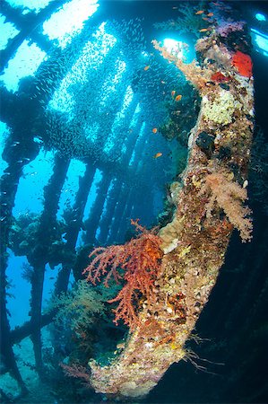 simsearch:400-05892248,k - Beautiful coral scene in the sun with glassfish inside a large underwater shipwreck Stock Photo - Budget Royalty-Free & Subscription, Code: 400-04419254