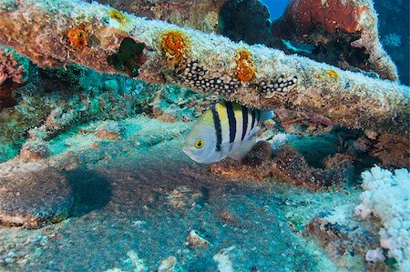 pomacentridae - Red Sea sergeant major fish on a shipwreck Photographie de stock - Aubaine LD & Abonnement, Code: 400-04419255