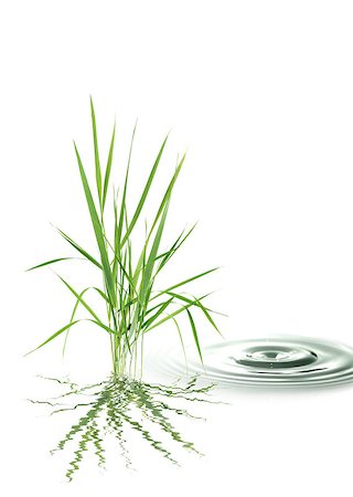 sedge grasses - Nature concept. Bunch of green grass near splashing water on white background Stock Photo - Budget Royalty-Free & Subscription, Code: 400-04419447