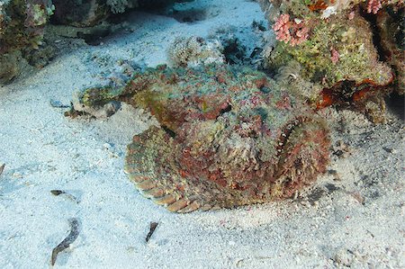 simsearch:862-03352939,k - Large stonefish in the Red Sea on a sandy seabed Foto de stock - Super Valor sin royalties y Suscripción, Código: 400-04419456