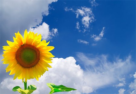 simsearch:400-07036242,k - Sunflower against blue sky with clouds Photographie de stock - Aubaine LD & Abonnement, Code: 400-04419457