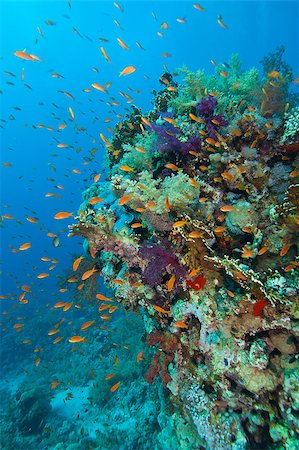 simsearch:614-06044267,k - A stunning tropical coral reef scene with soft corals and fish Stockbilder - Microstock & Abonnement, Bildnummer: 400-04419459