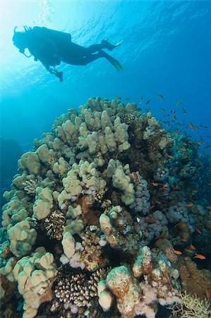 Scuba divers exploring a stunning tropical coral reef scene Stock Photo - Budget Royalty-Free & Subscription, Code: 400-04419465