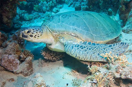 A large green sea turtle resting on the seabed next to a coral reef Stock Photo - Budget Royalty-Free & Subscription, Code: 400-04419461