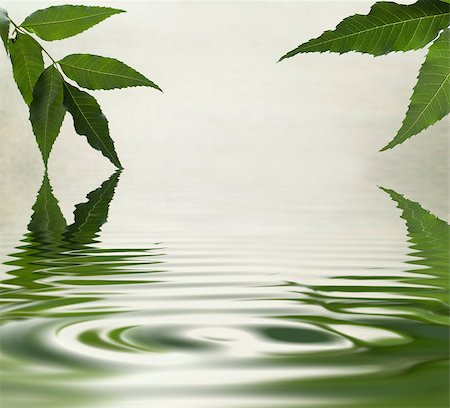 simsearch:400-05304951,k - Green leaves reflecting in the water Foto de stock - Super Valor sin royalties y Suscripción, Código: 400-04419471