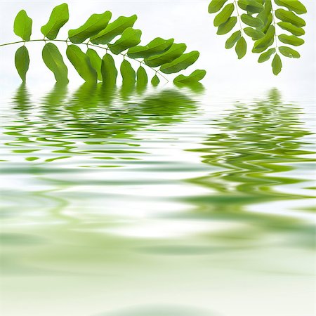Green leaves reflecting in the water Foto de stock - Super Valor sin royalties y Suscripción, Código: 400-04419472