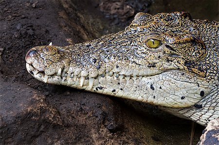 Crocodile teeth and detail of the eye, Semi hidden. Stock Photo - Budget Royalty-Free & Subscription, Code: 400-04419673